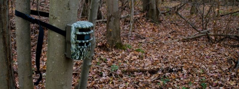 5 Best Hunting Trail Cameras