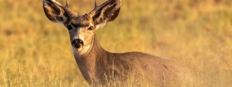 Top Caliber for Deer Hunting
