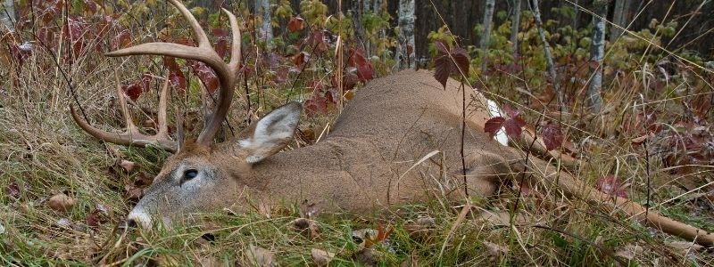 How To Make Every Shot Count For Deer Hunting