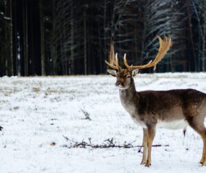 deer hunting cold